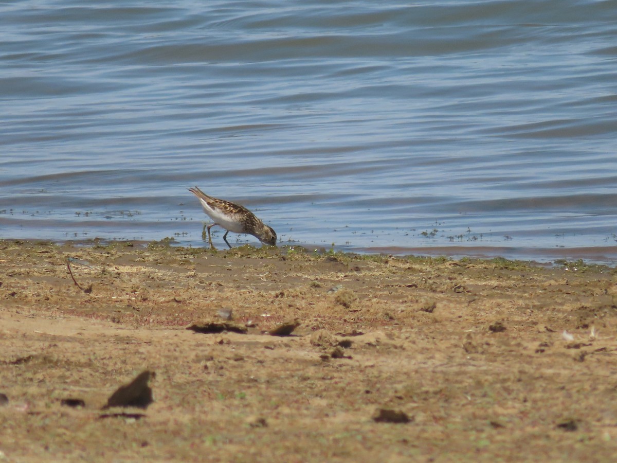 Least Sandpiper - ML638749997