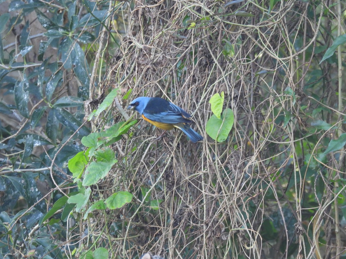 Blue-and-yellow Tanager - ML638750019