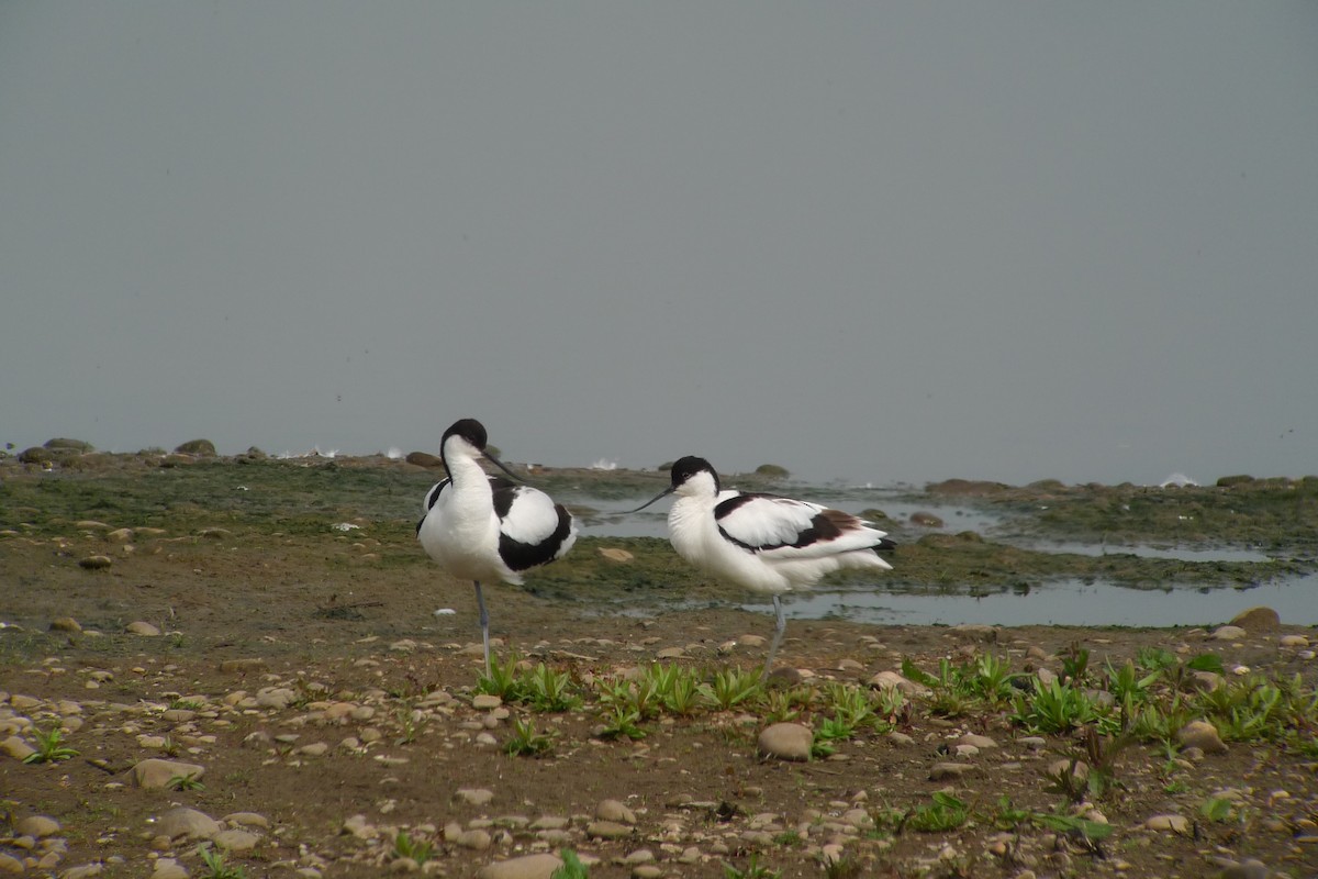 Avoceta Común - ML638750045