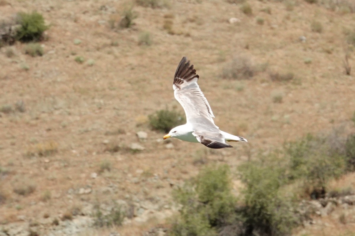 Gaviota Armenia - ML638750049
