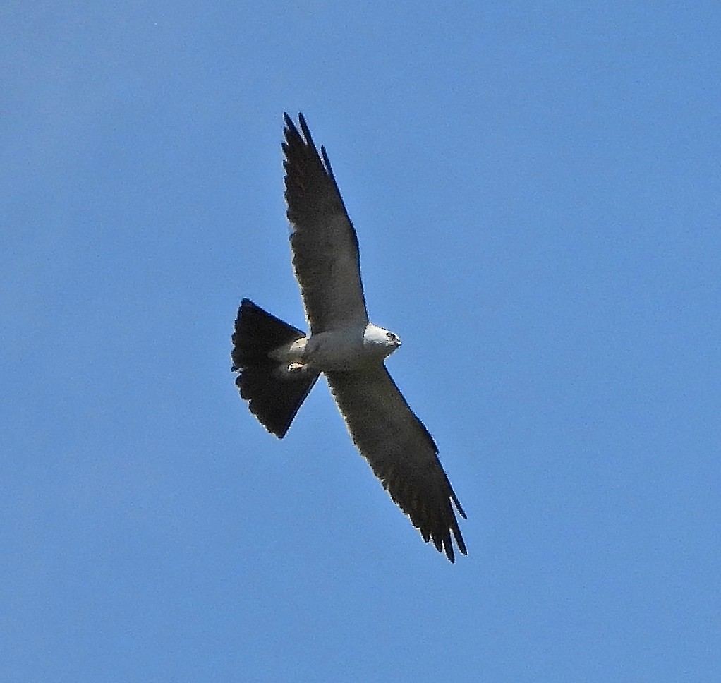 Mississippi Kite - ML638750050