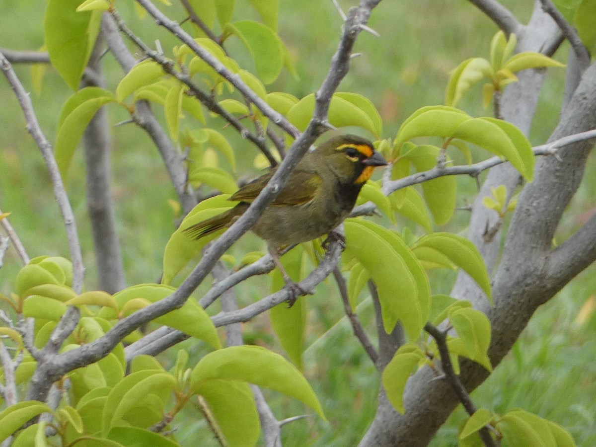 Yellow-faced Grassquit - ML638750051