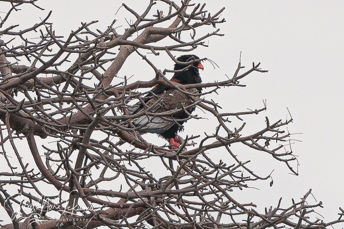 Bateleur - ML638750052