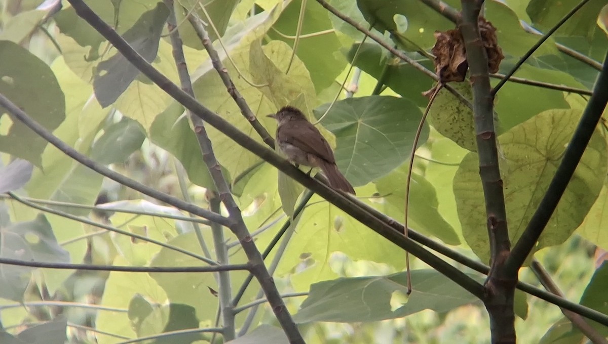 Buff-vented Bulbul - ML638750054