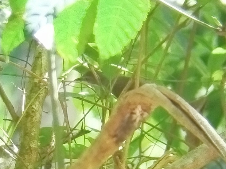 Abbott's Babbler - ML638750055