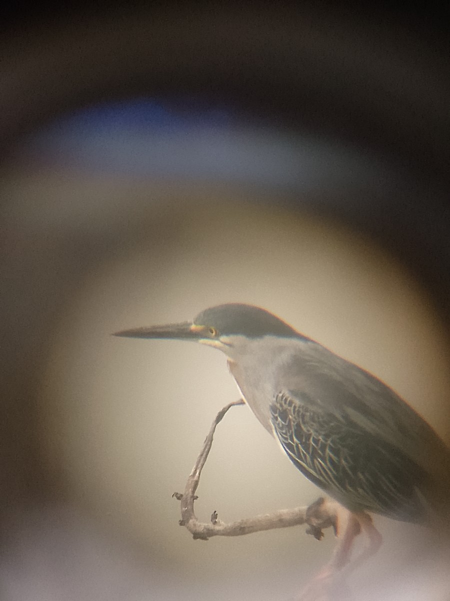 Striated Heron - ML638750056