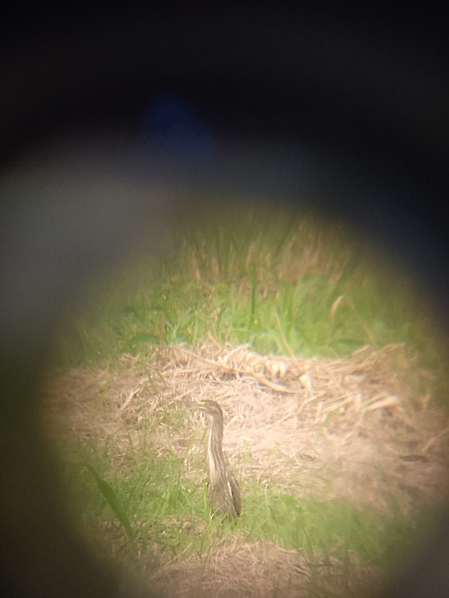 Striated Heron - ML638750058