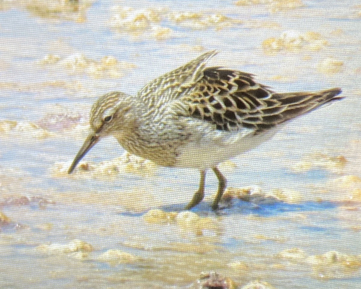 Pectoral Sandpiper - ML638750059