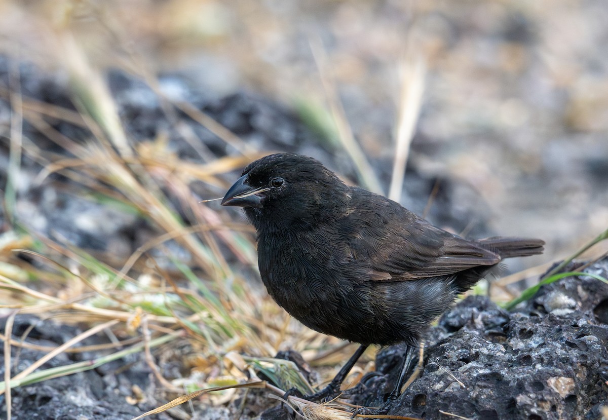 Small Ground-Finch - ML638750062