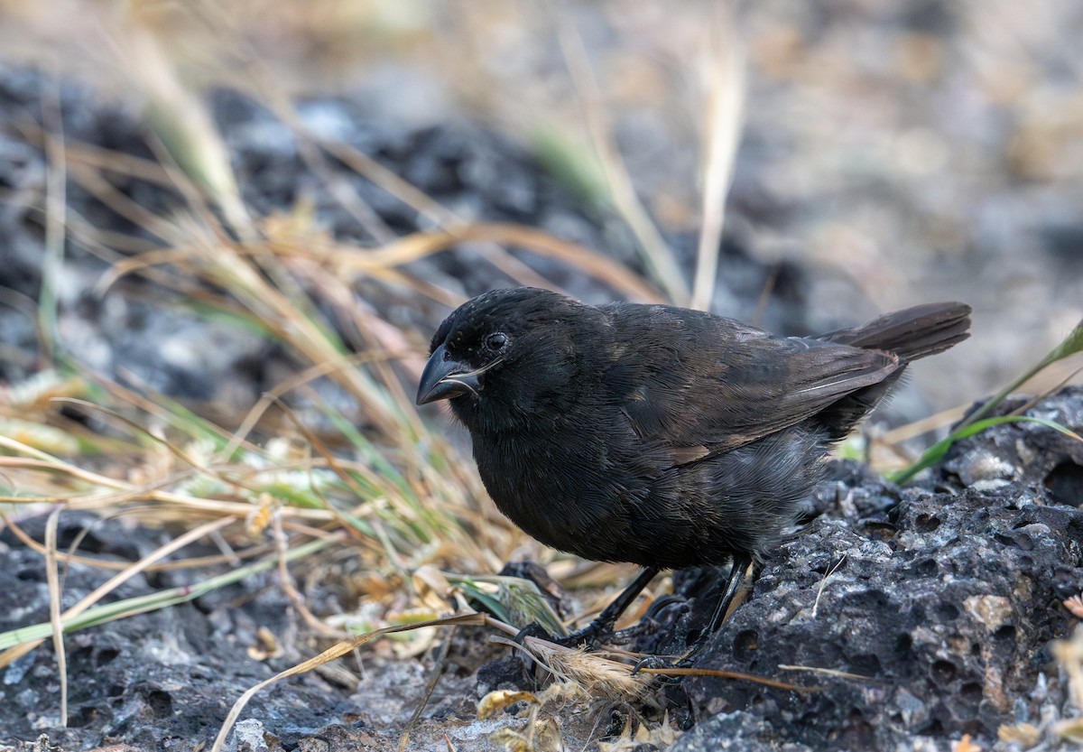Small Ground-Finch - ML638750063