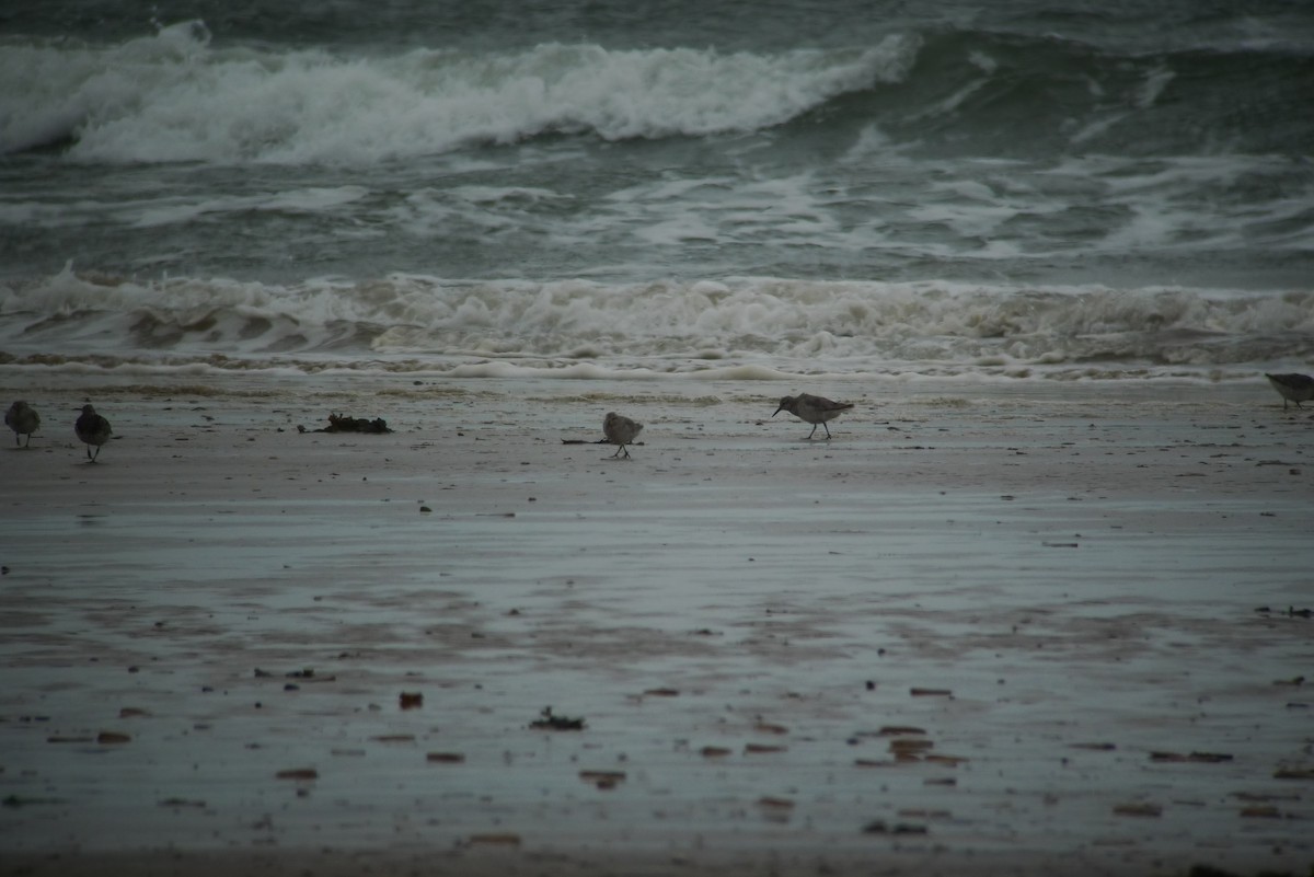 Great Knot - ML638750064