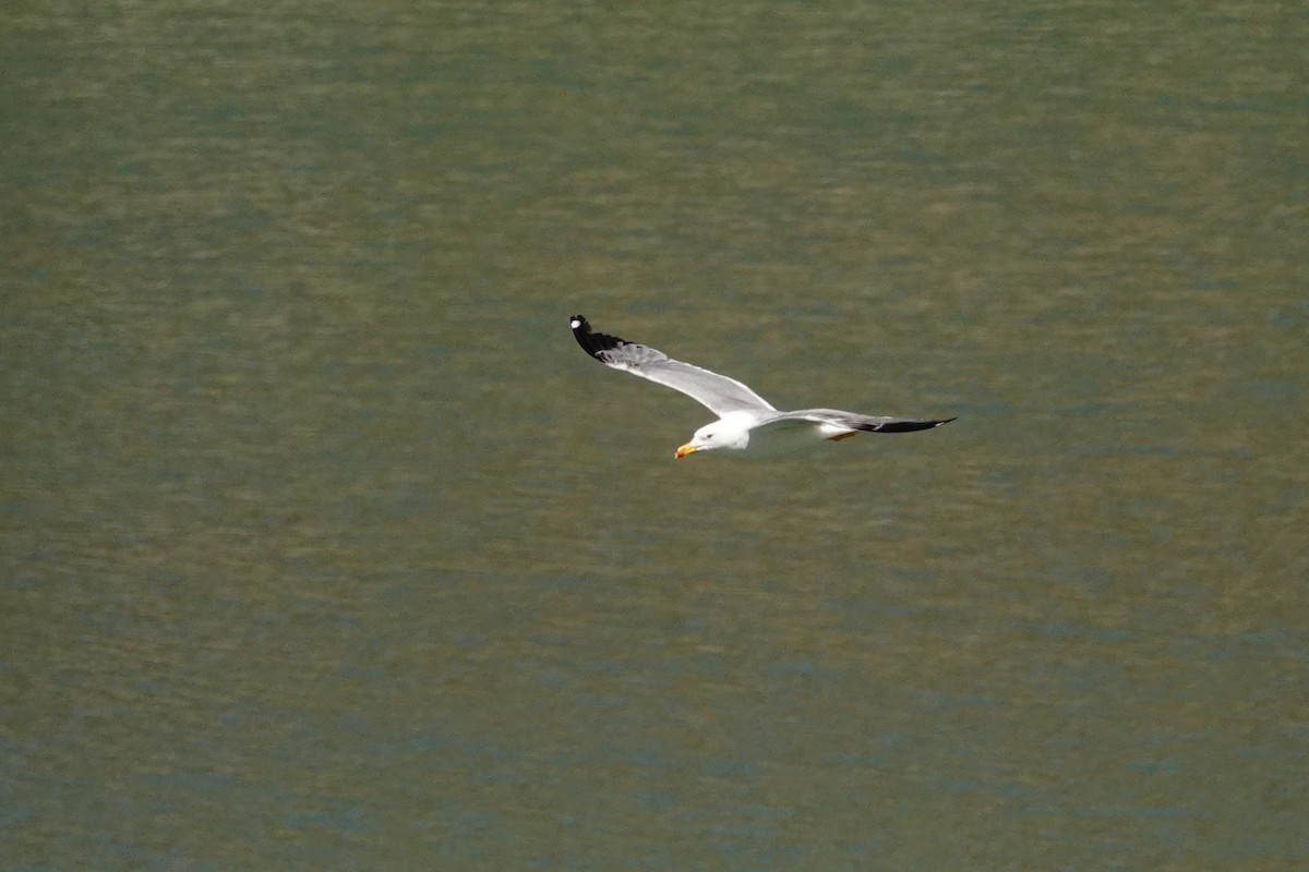 Armenian Gull - ML638750065