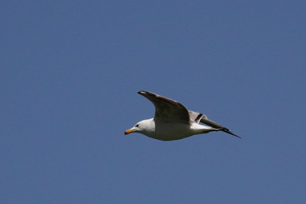 Armenian Gull - ML638750066
