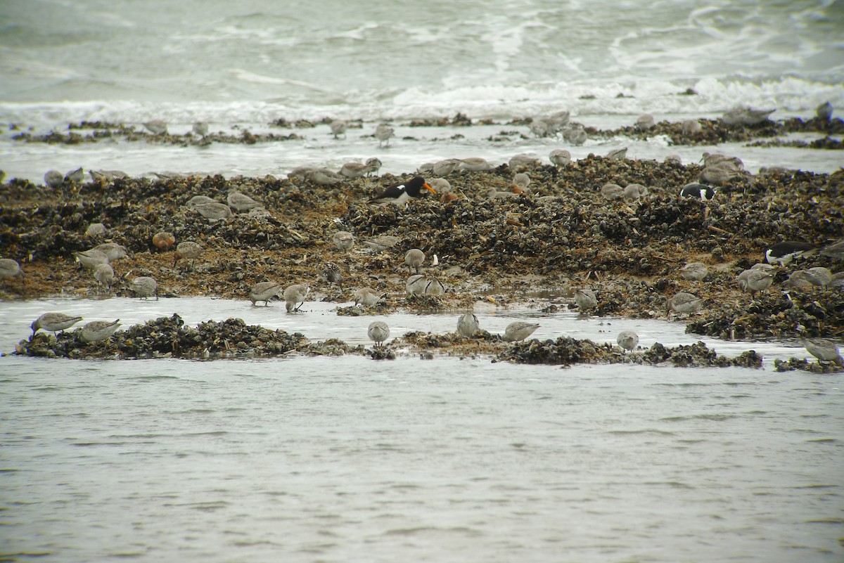 Red Knot - ML638750067