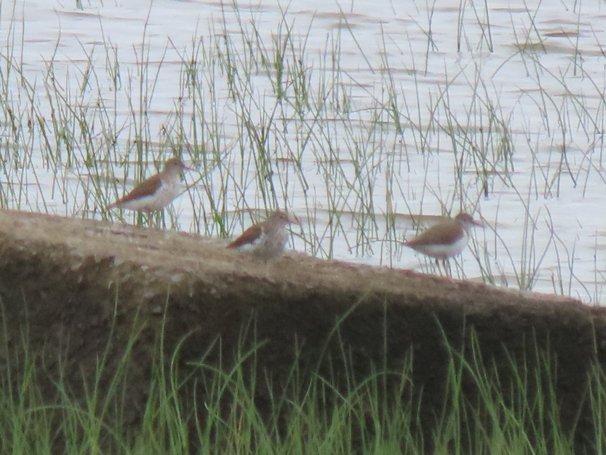 Spotted Sandpiper - ML638750068