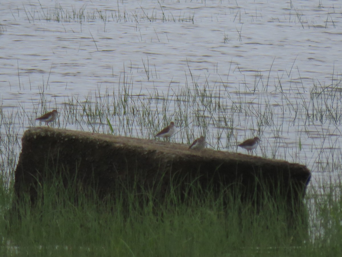 Spotted Sandpiper - ML638750069