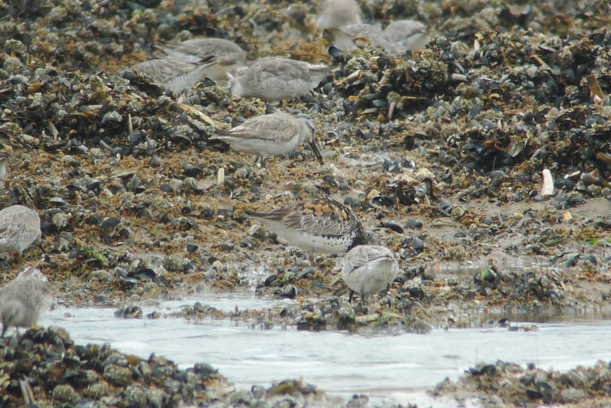 Great Knot - ML638750075