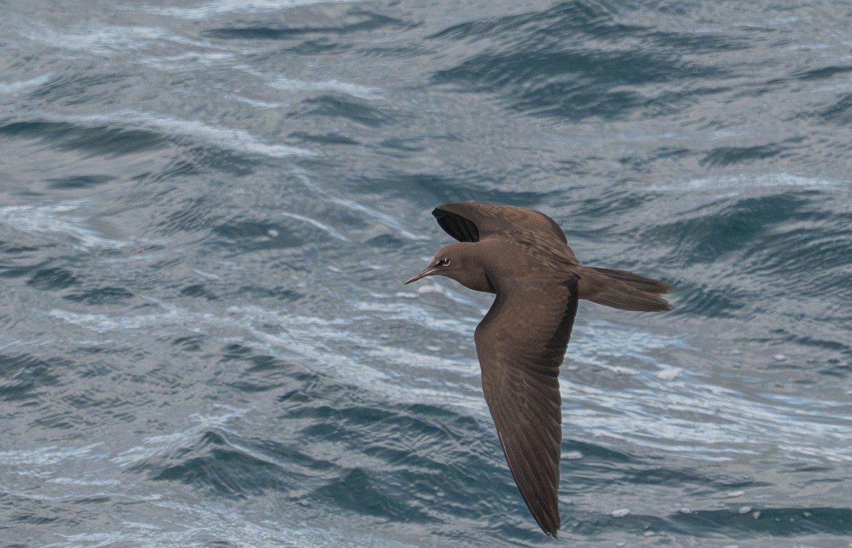 Brown Noddy - ML638750076