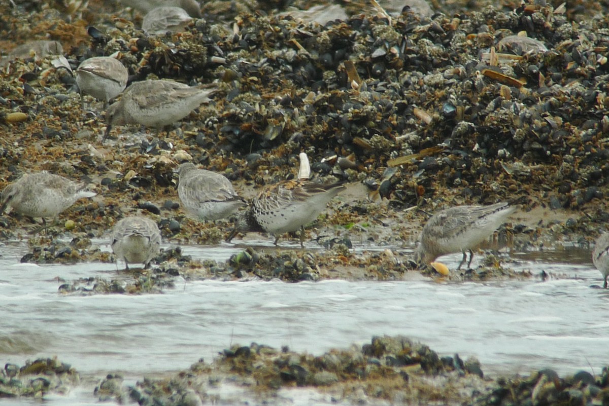 Great Knot - ML638750078