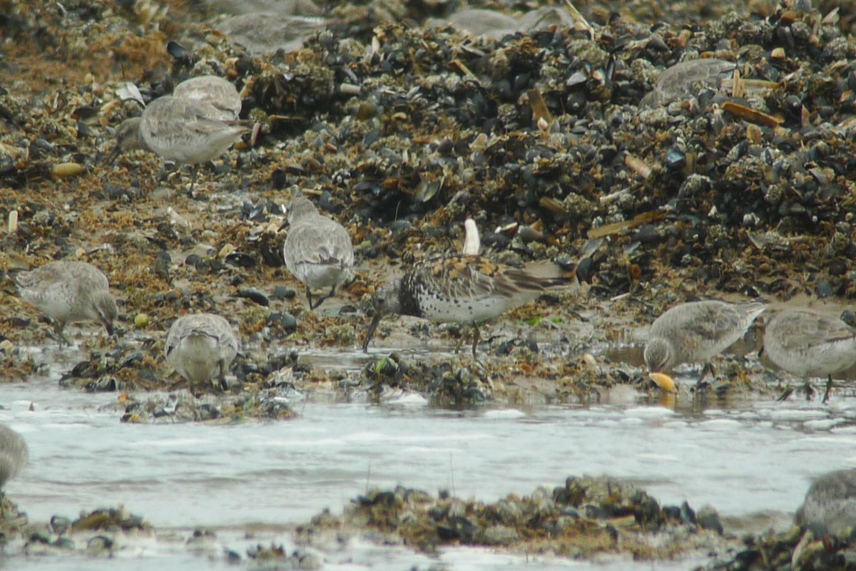 Great Knot - ML638750080