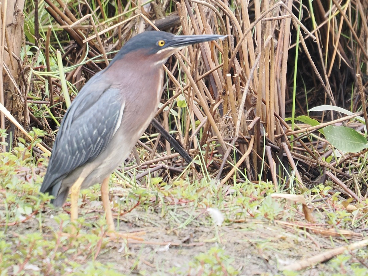 Green Heron - ML638750124