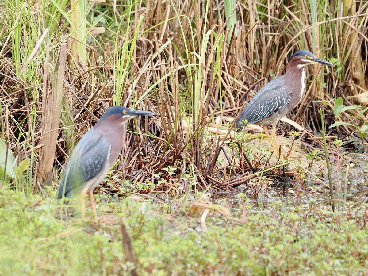 Green Heron - ML638750125