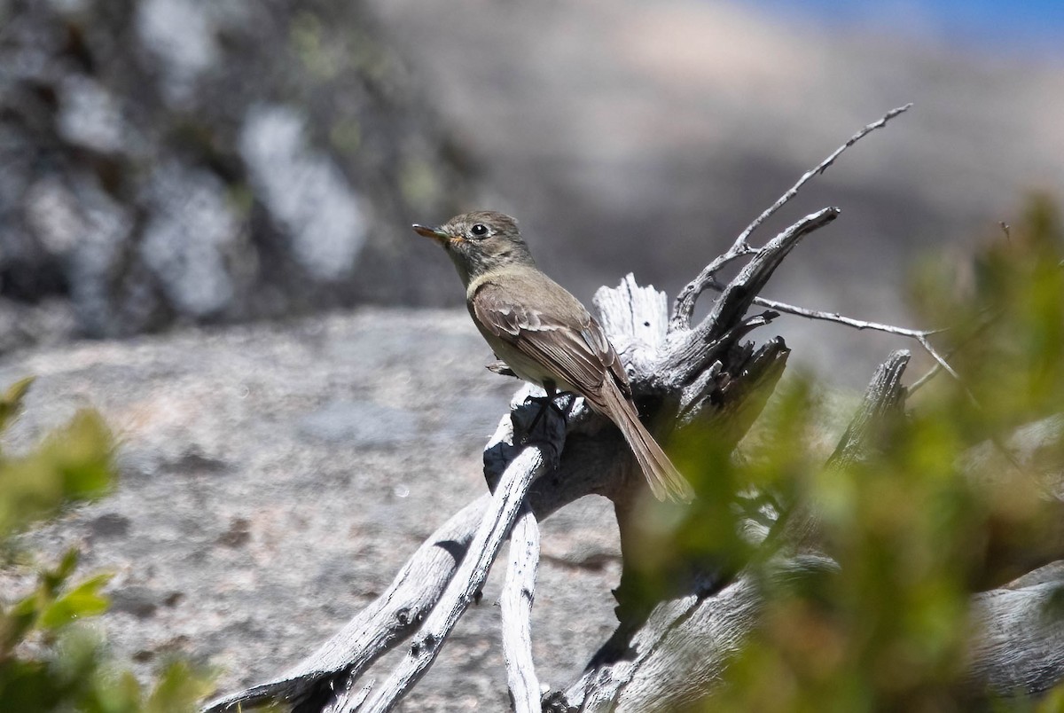 Dusky Flycatcher - ML638750130
