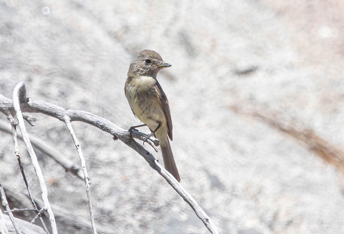 Dusky Flycatcher - ML638750131
