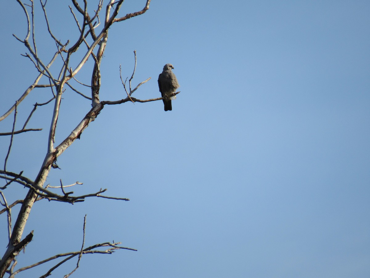 Mississippi Kite - ML638750132
