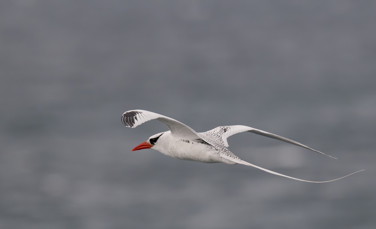Red-billed Tropicbird - ML638750136