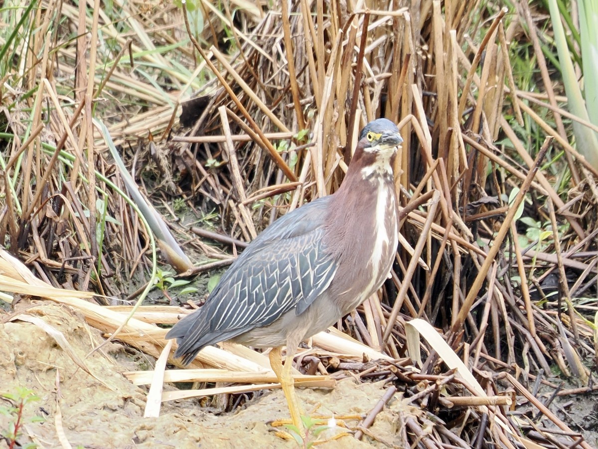 Green Heron - ML638750146