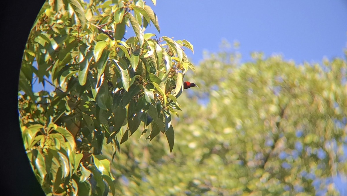 Van Hasselt's Sunbird - ML638750163