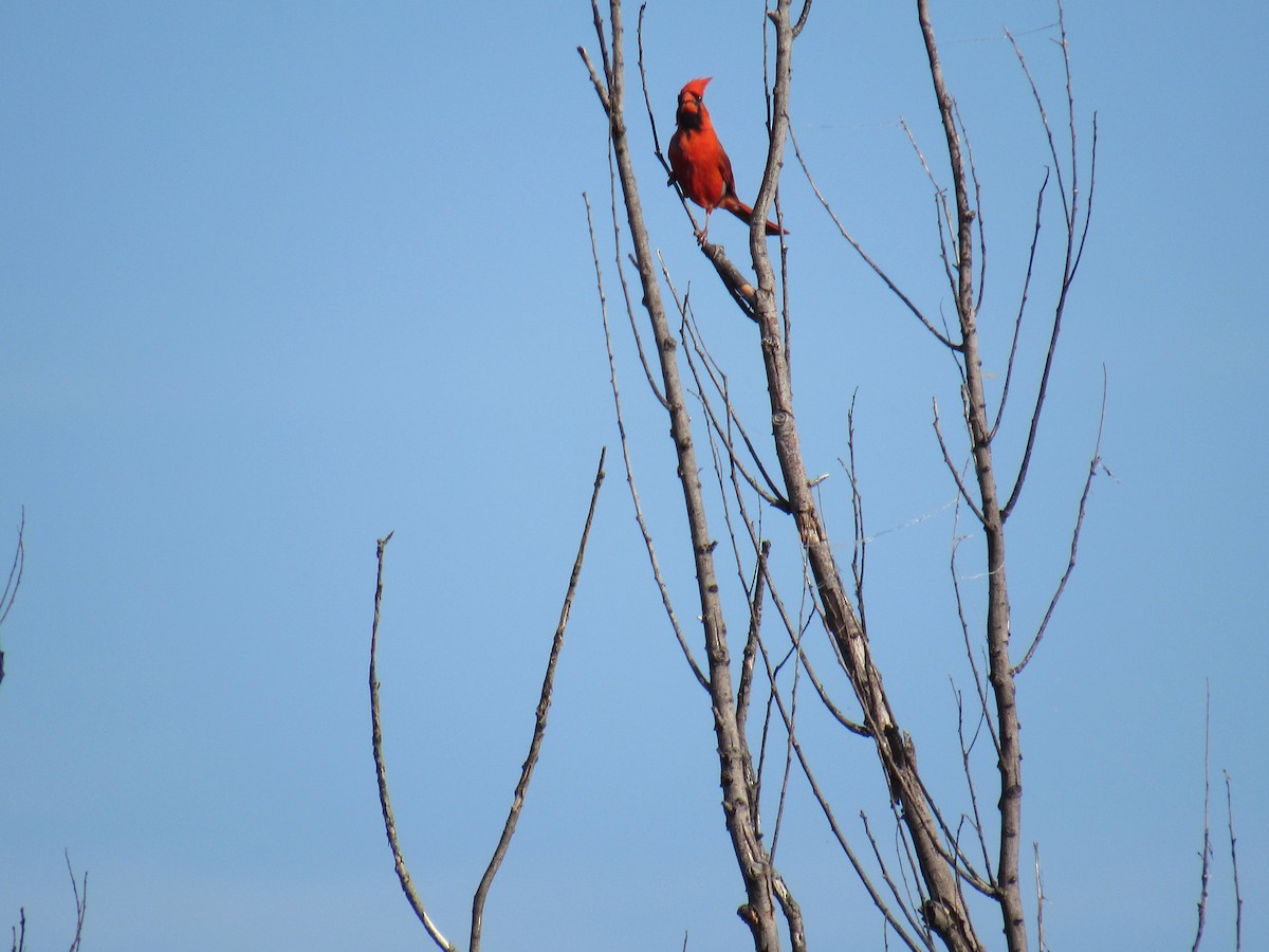 Northern Cardinal - ML638750165