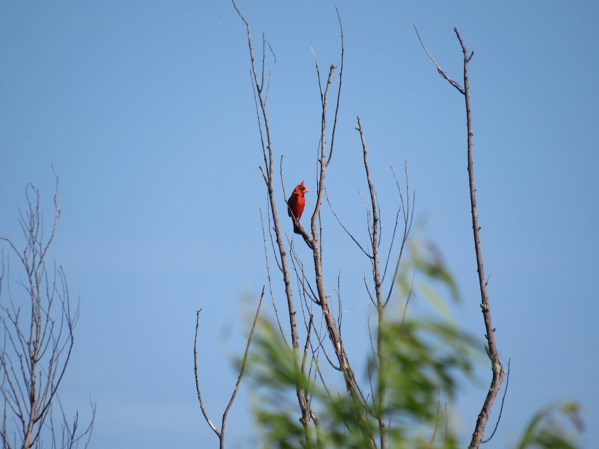 Northern Cardinal - ML638750166