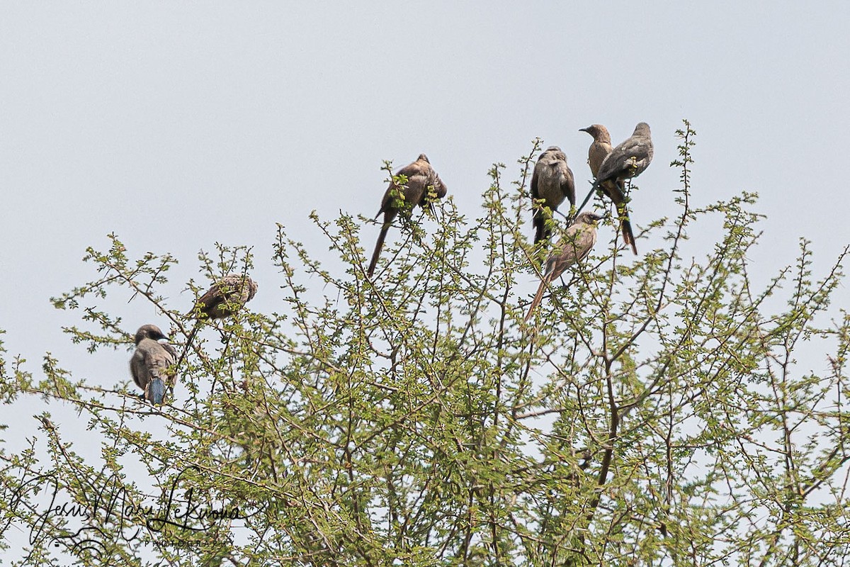 Ashy Starling - ML638750181