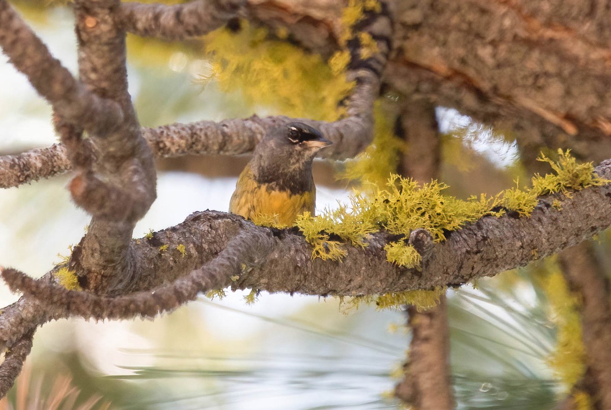 MacGillivray's Warbler - ML638750184