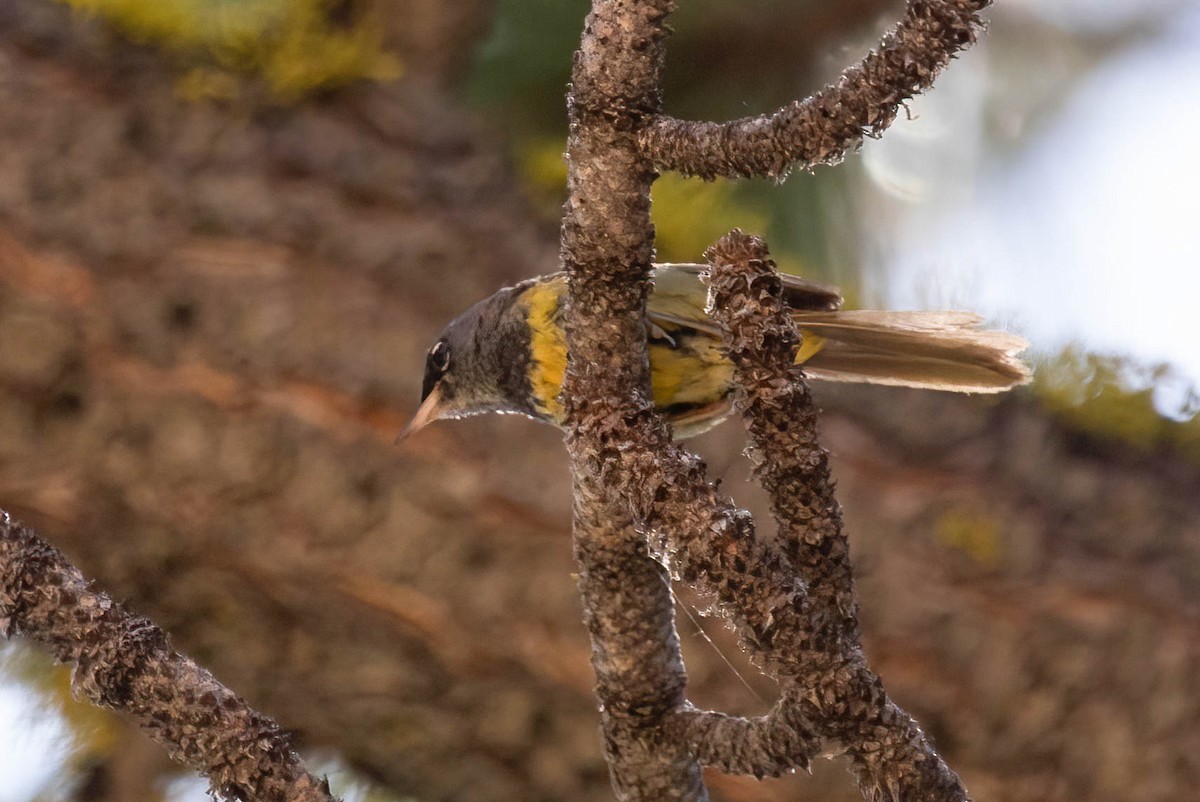 MacGillivray's Warbler - ML638750185