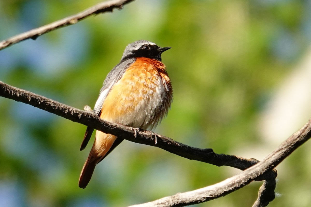 Common Redstart (Ehrenberg's) - ML638750186