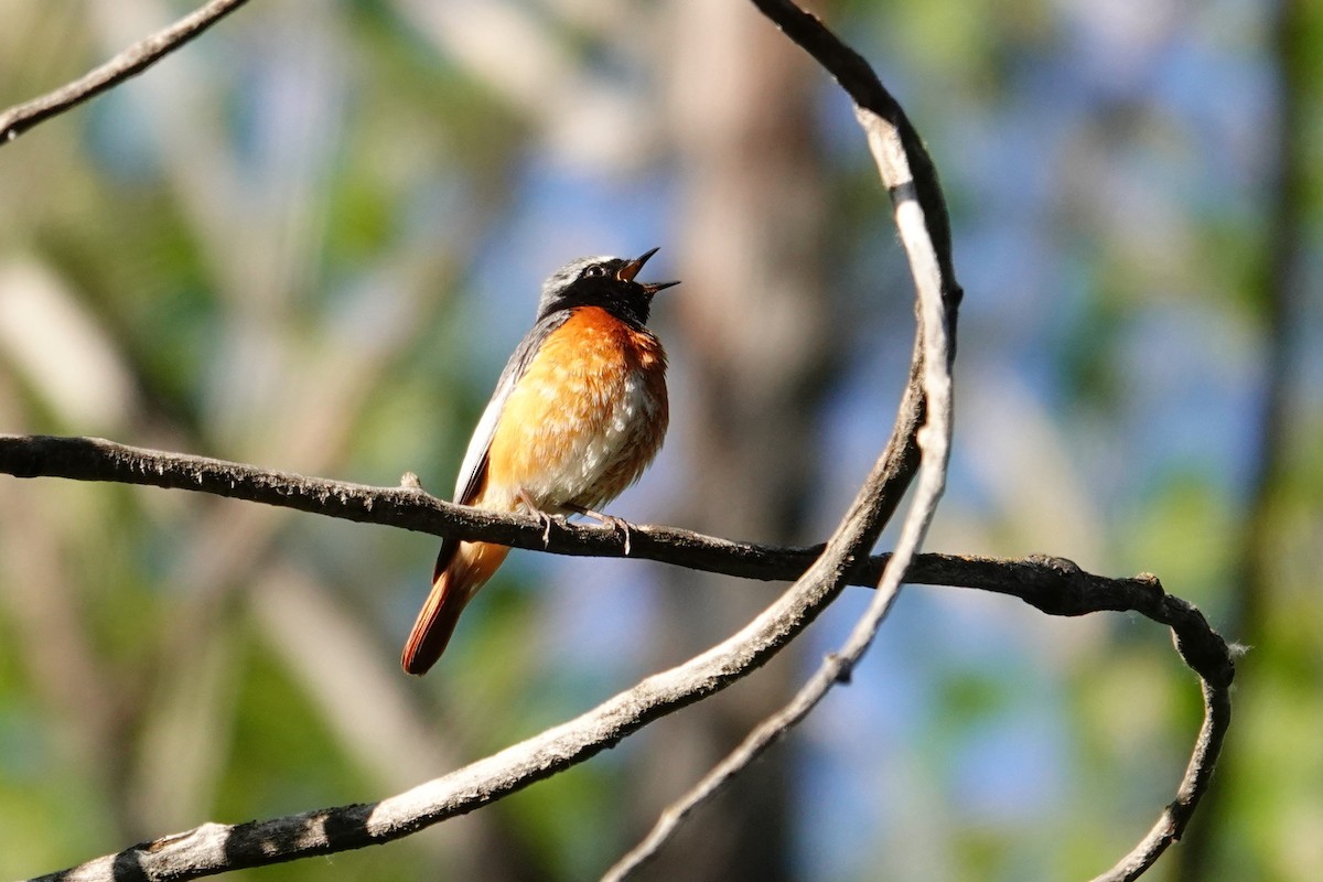Common Redstart (Ehrenberg's) - ML638750187