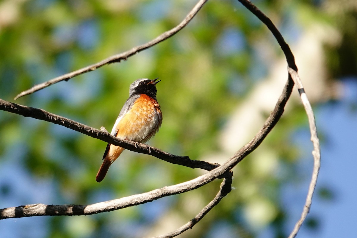 Common Redstart (Ehrenberg's) - ML638750188