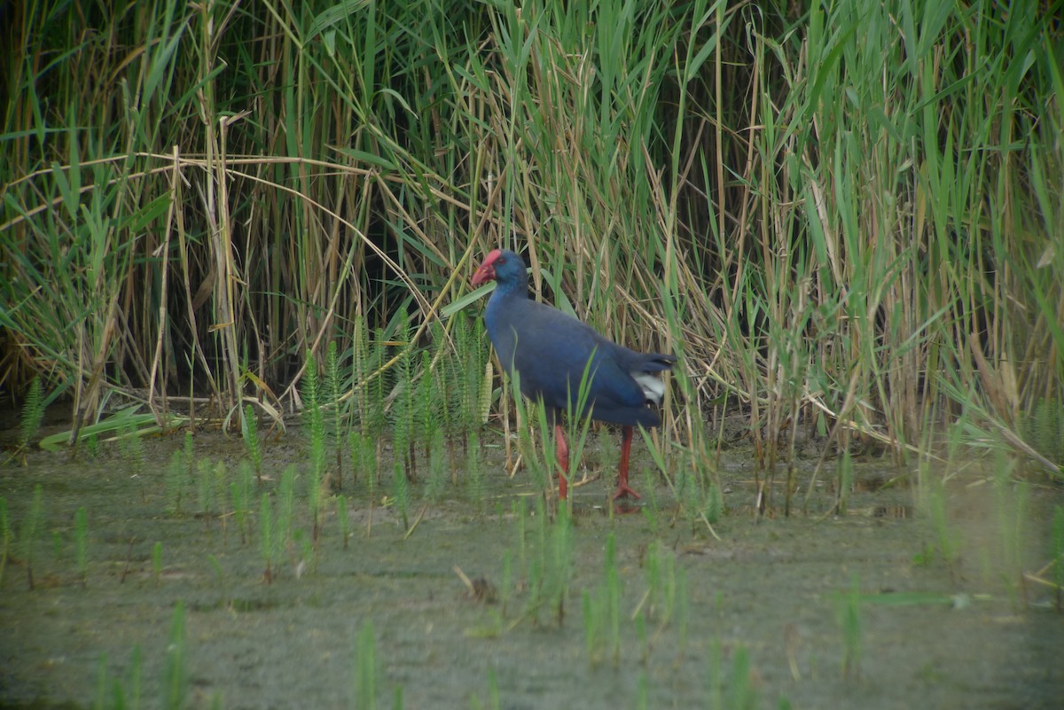 Uroilo urdin iberiarra - ML638750189