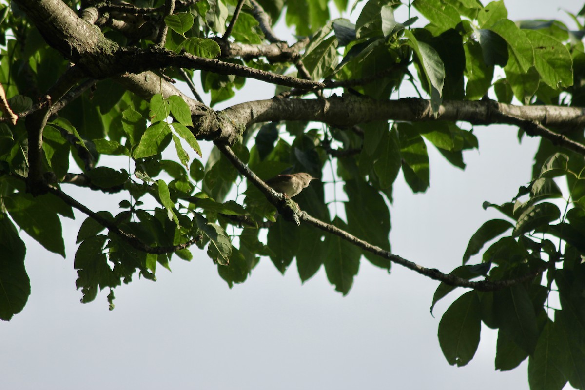 Northern House Wren - ML638750199