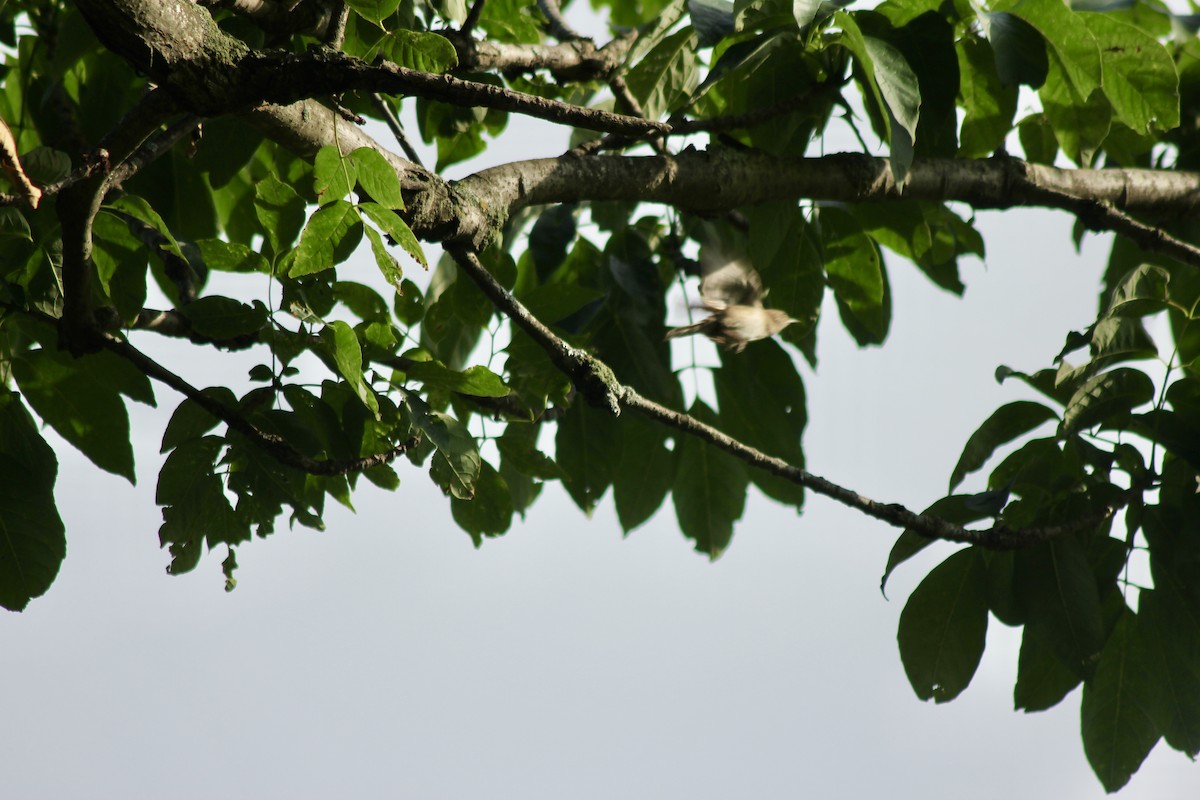 Northern House Wren - ML638750200