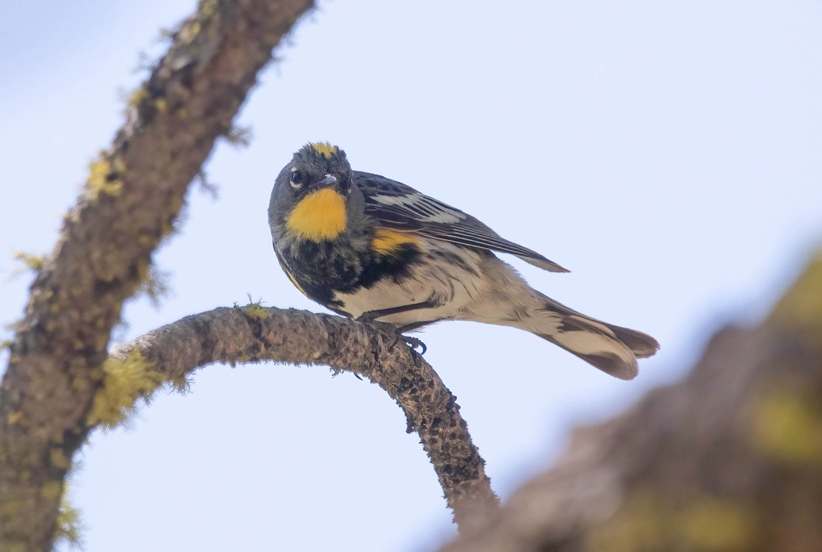 Yellow-rumped Warbler - ML638750204