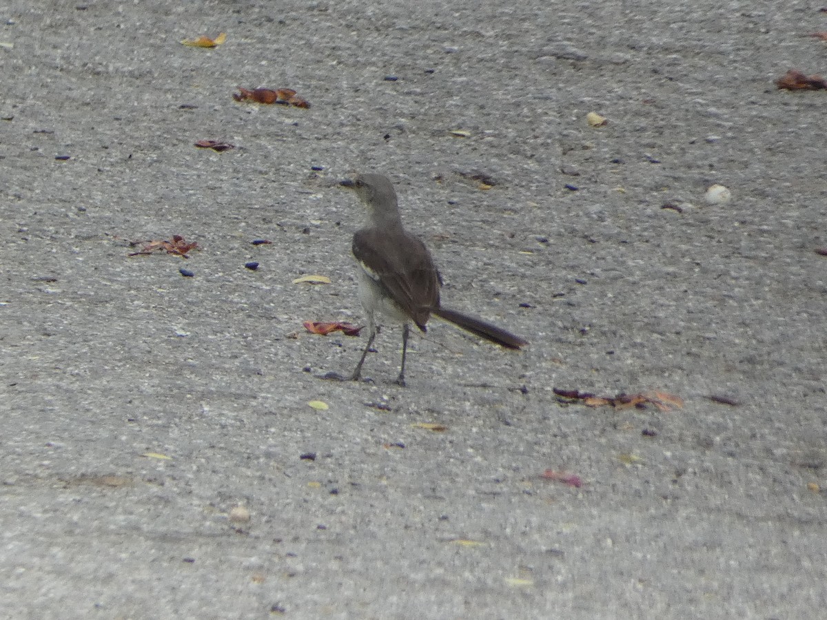 sangspottefugl - ML638750227