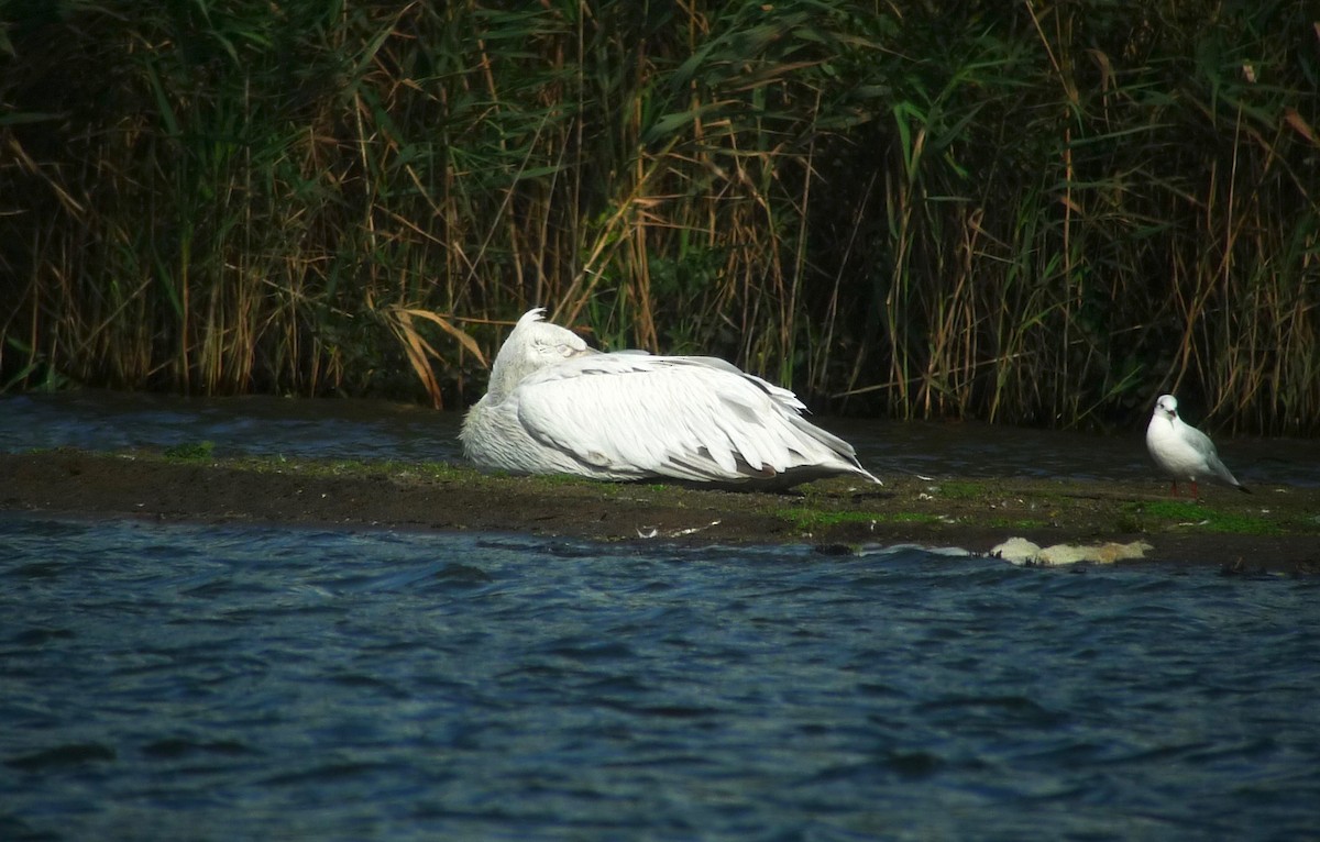 krøllpelikan - ML638750242