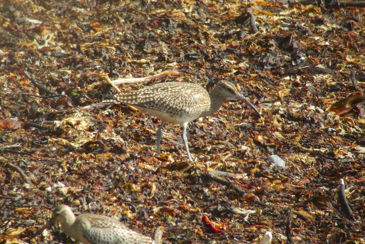 koliha malá (ssp. hudsonicus) - ML638750250