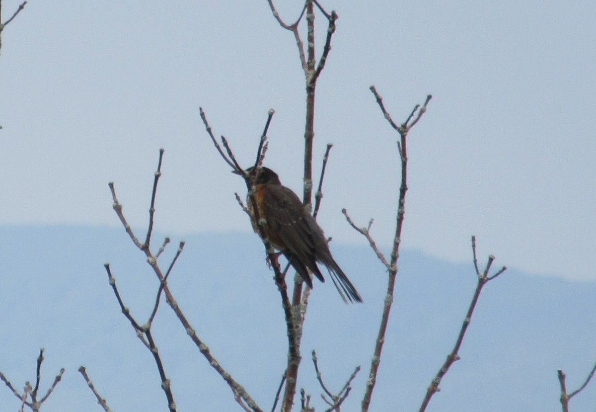 American Robin - ML638750264