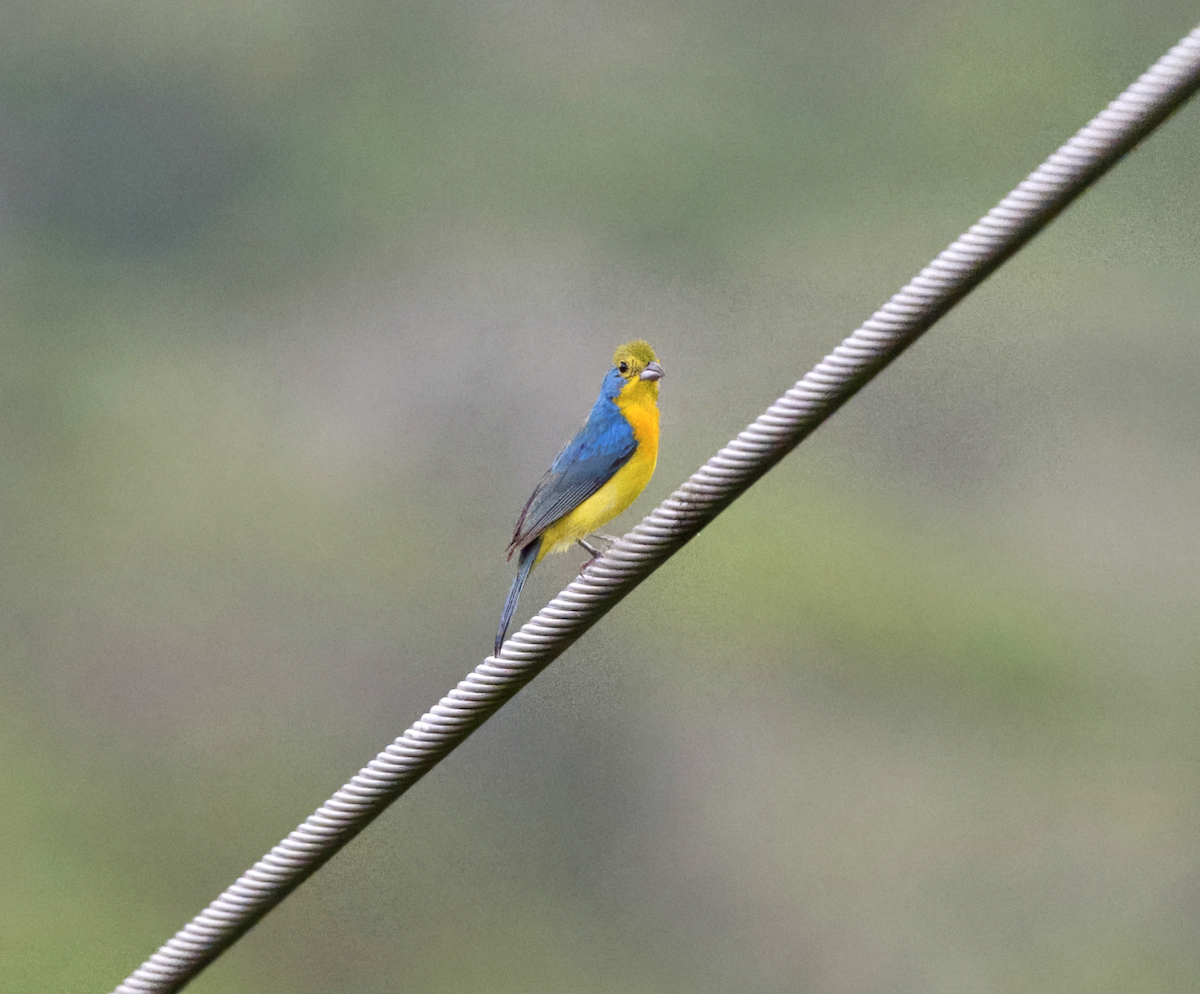 Orange-breasted Bunting - ML638750267