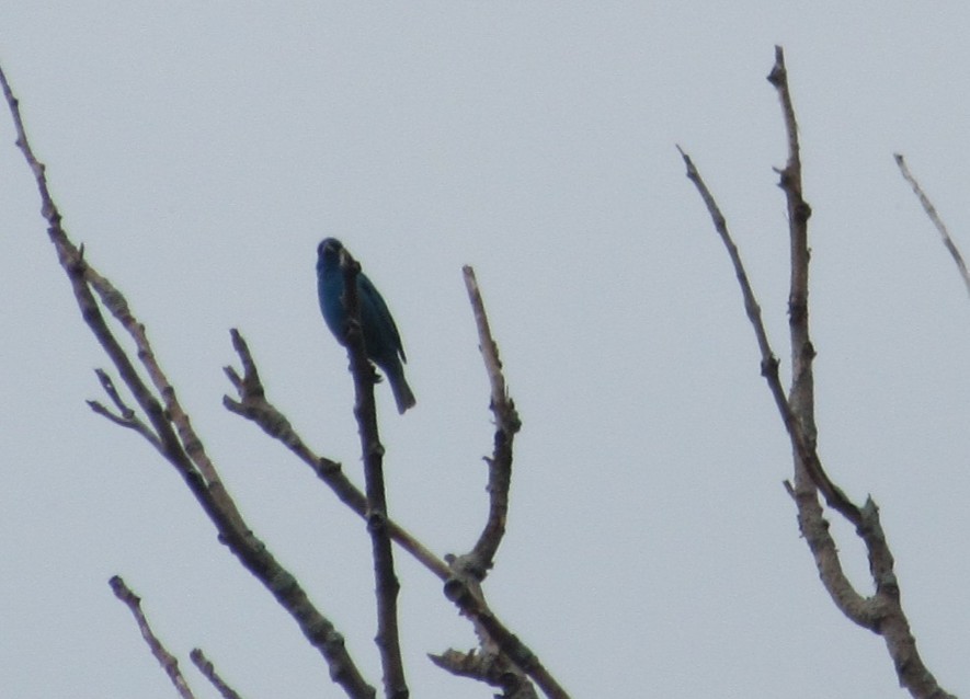 Indigo Bunting - ML638750268